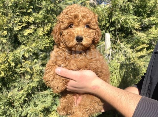Di̇şi̇ Erkek Garanti̇li̇ Red Brown Toy Poodle Oyuncak Bebekler