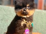 Safkan Pomeranian Boo Yavrularımız