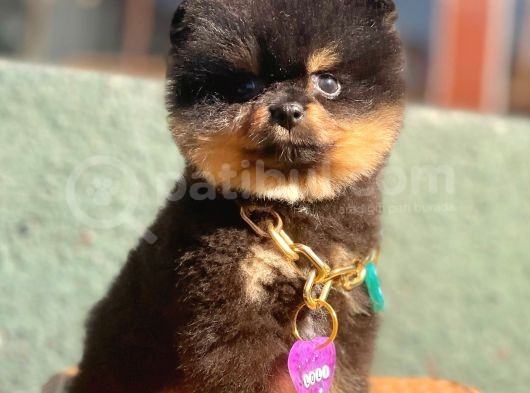 Safkan Pomeranian Boo Yavrularımız görsel