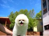 Ayı Surat Pomeranian Boo Yavrularımız