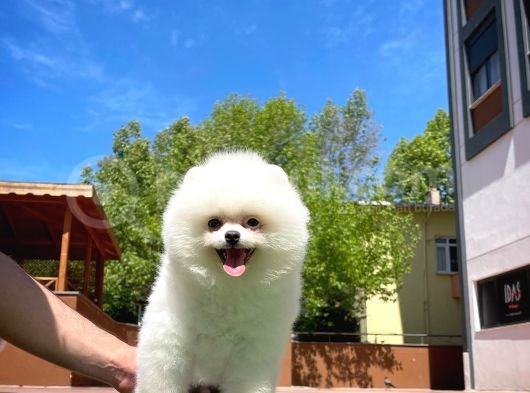 Ayı Surat Pomeranian Boo Yavrularımız