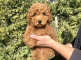 Di̇şi̇ Erkek Garanti̇li̇ Red Brown Toy Poodle Oyuncak Bebekler