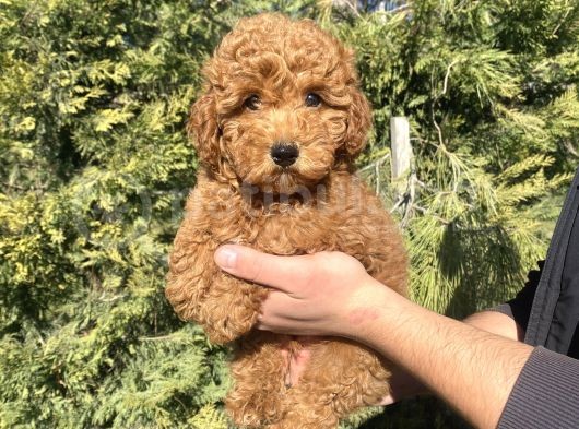 Di̇şi̇ Erkek Garanti̇li̇ Red Brown Toy Poodle Oyuncak Bebekler görsel