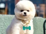 Safkan Pomeranian Boo Yavrularımız