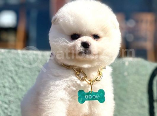 Safkan Pomeranian Boo Yavrularımız