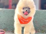 Safkan Pomeranian Boo Yavrularımız
