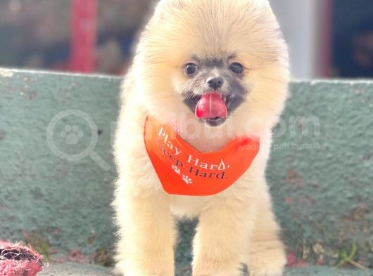 Safkan Pomeranian Boo Yavrularımız görsel