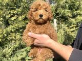 Di̇şi̇ Erkek Garanti̇li̇ Red Brown Toy Poodle Oyuncak Bebekler