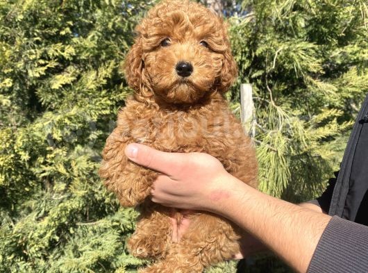 Di̇şi̇ Erkek Garanti̇li̇ Red Brown Toy Poodle Oyuncak Bebekler görsel