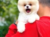 Ayı Surat Pomeranian Boo Yavrularımız