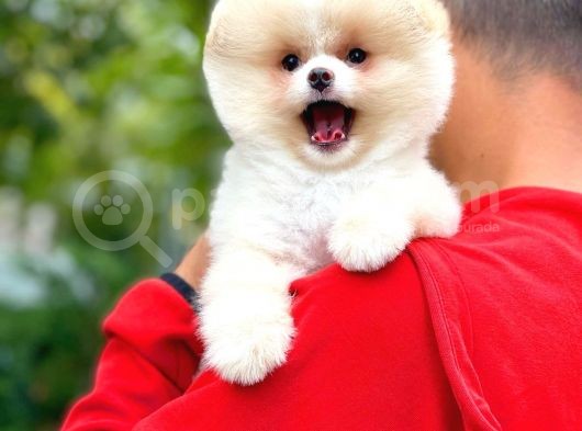 Ayı Surat Pomeranian Boo Yavrularımız