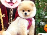 Ayı Surat Pomeranian Boo Yavrularımız
