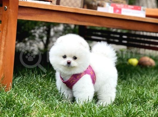 Irk Ve Sağlık Garantili Pomeranian Boo Yavrularımız görsel