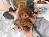Mini Safkan Red Brownn Toy Poodle Yavrularimiz