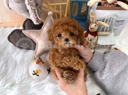 Mini Safkan Red Brownn Toy Poodle Yavrularimiz görsel