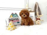 Mini Safkan Red Brownn Toy Poodle Yavrularimiz