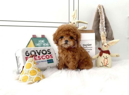 Mini Safkan Red Brownn Toy Poodle Yavrularimiz görsel