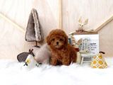 Mini Safkan Red Brownn Toy Poodle Yavrularimiz