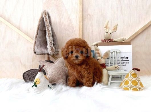 Mini Safkan Red Brownn Toy Poodle Yavrularimiz