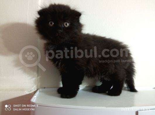 Scotish Fold Longhair