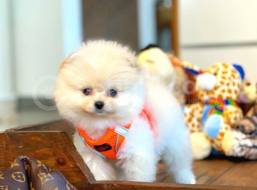 Aa Kalite Safkan  Pomeranian Oğlumuz