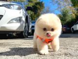 Aa Kalite Safkan  Pomeranian Oğlumuz