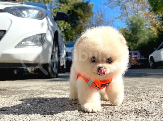 Aa Kalite Safkan  Pomeranian Oğlumuz görsel