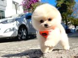 Aa Kalite Safkan  Pomeranian Oğlumuz