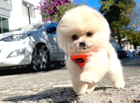Aa Kalite Safkan  Pomeranian Oğlumuz görsel