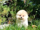 Aa Kalite Safkan  Pomeranian Oğlumuz