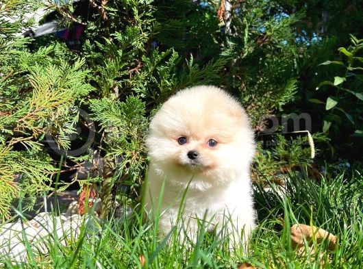 Aa Kalite Safkan  Pomeranian Oğlumuz görsel