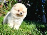 Aa Kalite Safkan  Pomeranian Oğlumuz