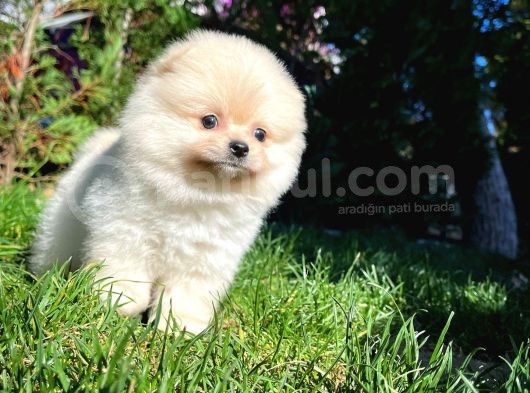 Aa Kalite Safkan  Pomeranian Oğlumuz görsel