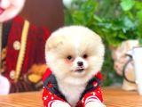 Ayı Surat Pomeranian Boo Yavrularımız