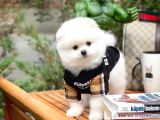 Aa Kalite Safkan  Pomeranian Oğlumuz
