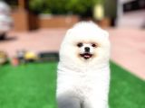 Yavru Patiler Farkı Ile Pomeranian Bo Yavrularımız