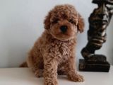 Çok Özel Renkli Dişi Red Toy Poodle Yavrumuz