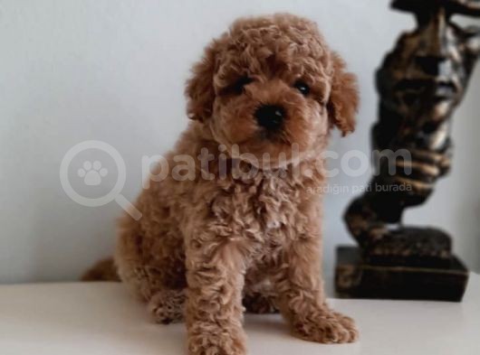 Çok Özel Renkli Dişi Red Toy Poodle Yavrumuz görsel