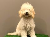 7 Aylık Dişi Apricot Poodle Yavrumuz