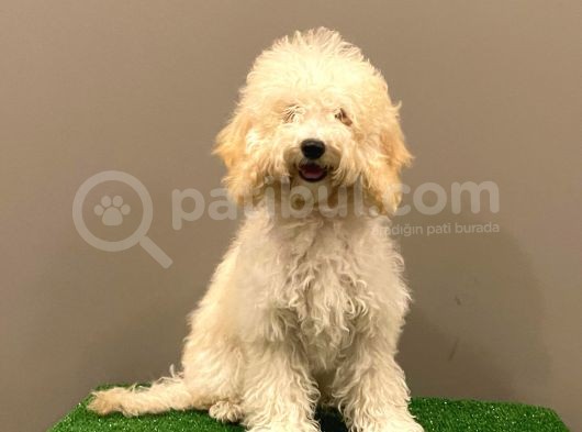 7 Aylık Dişi Apricot Poodle Yavrumuz görsel