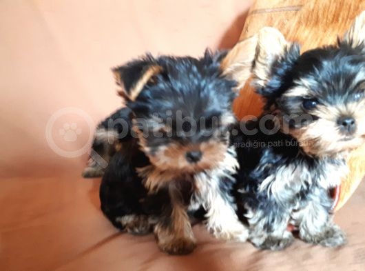 3 Aylik Çok Mutlu Yorkshire Yavrular (Erkek) görsel