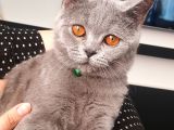 10 Aylık British Shorthair