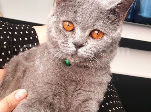 10 Aylık British Shorthair görsel