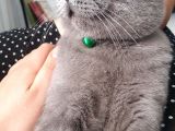 10 Aylık British Shorthair