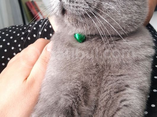 10 Aylık British Shorthair görsel