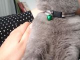10 Aylık British Shorthair