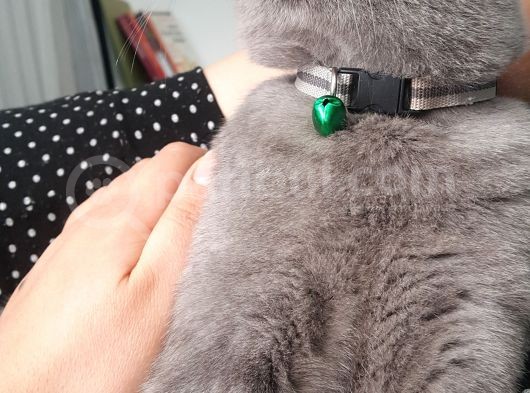 10 Aylık British Shorthair görsel