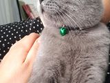 10 Aylık British Shorthair