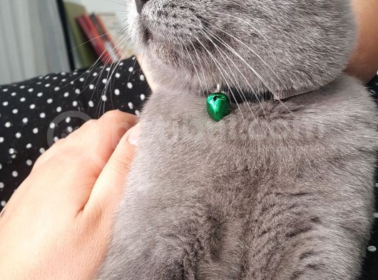 10 Aylık British Shorthair görsel