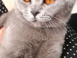 10 Aylık British Shorthair